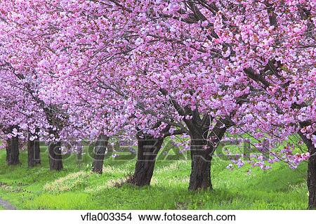 Cherry blossoms View Large Photo Image Picture - Cherry blossoms. Fotosearch