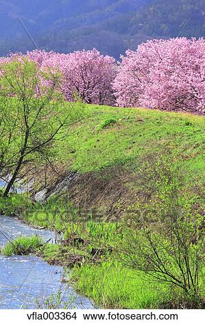 Cherry blossoms View Large Photo Image Picture - Cherry blossoms. Fotosearch
