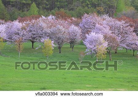 Picture - Cherry blossoms. Fotosearch