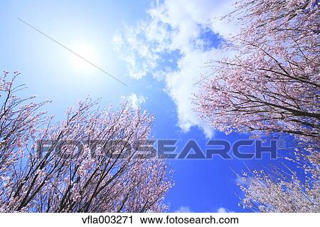 Stock Image - Cherry blossoms. Fotosearch