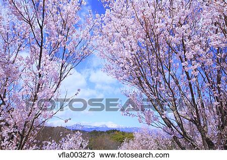 Cherry blossoms View Large Photo Image Stock Image - Cherry blossoms. Fotosearch