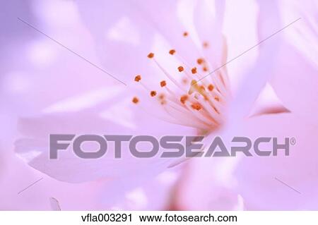 Cherry blossoms View Large Photo Image Stock Image - Cherry blossoms. Fotosearch