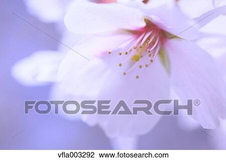 Cherry blossoms View Large Photo Image Stock Image - Cherry blossoms. Fotosearch
