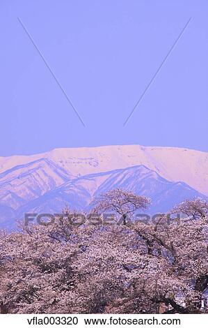 Cherry blossoms View Large Photo Image Stock Image - Cherry blossoms. Fotosearch