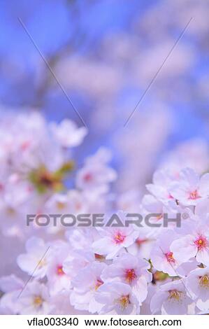 Cherry blossoms View Large Photo Image Stock Image - Cherry blossoms. Fotosearch