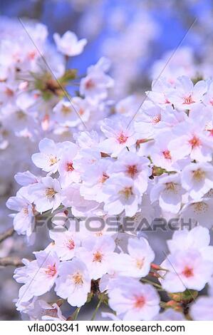 Cherry blossoms View Large Photo Image Stock Image - Cherry blossoms. Fotosearch