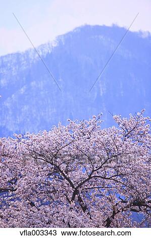 Cherry blossoms View Large Photo Image Stock Image - Cherry blossoms. Fotosearch