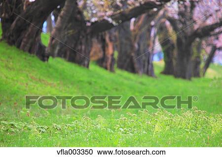 Cherry blossoms View Large Photo Image Stock Image - Cherry blossoms. Fotosearch