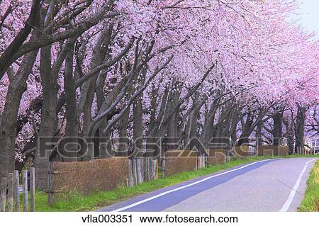 Cherry blossoms View Large Photo Image Stock Image - Cherry blossoms. Fotosearch