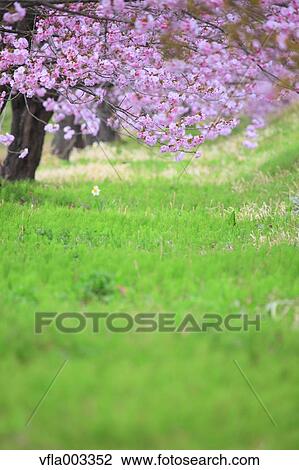 Stock Image - Cherry blossoms. Fotosearch