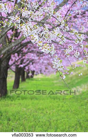 Cherry blossoms View Large Photo Image Stock Image - Cherry blossoms. Fotosearch