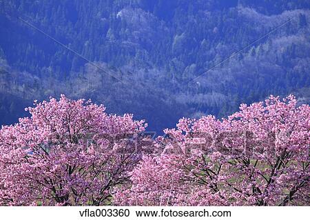 Cherry blossoms View Large Photo Image Stock Image - Cherry blossoms. Fotosearch