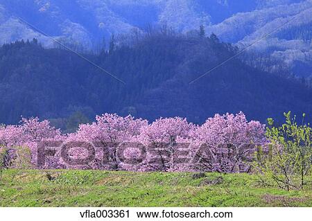 Stock Image - Cherry blossoms. Fotosearch