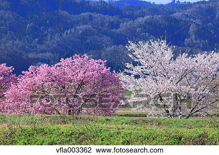 Cherry blossoms View Large Photo Image Stock Image - Cherry blossoms. Fotosearch