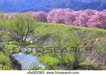 Cherry blossoms View Large Photo Image Stock Image - Cherry blossoms. Fotosearch