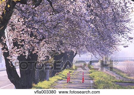 Cherry blossoms View Large Photo Image Stock Image - Cherry blossoms. Fotosearch
