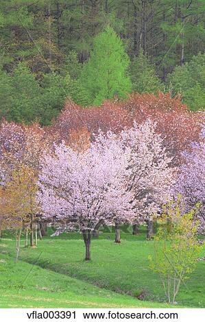 Stock Image - Cherry blossoms. Fotosearch