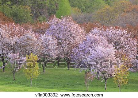 Cherry blossoms View Large Photo Image Stock Image - Cherry blossoms. Fotosearch