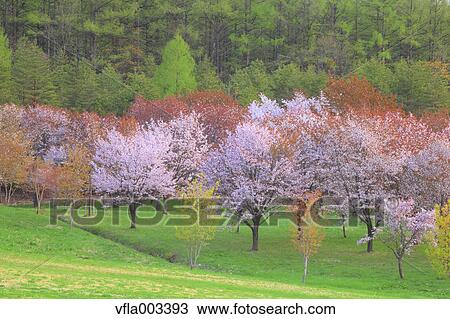 Cherry blossoms View Large Photo Image Stock Image - Cherry blossoms. Fotosearch