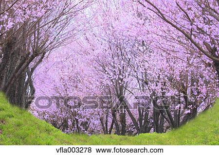 Cherry blossoms View Large Photo Image Stock Photo - Cherry blossoms. Fotosearch