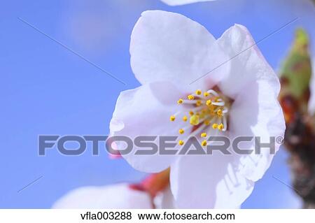 Cherry blossoms View Large Photo Image Stock Photo - Cherry blossoms. Fotosearch