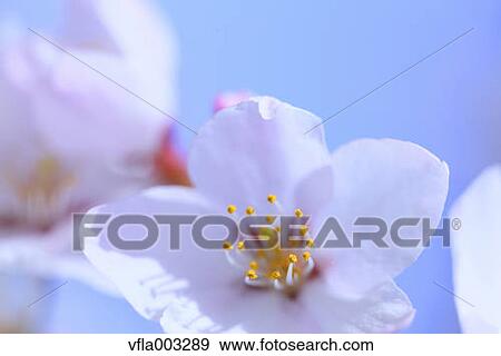 Cherry blossoms View Large Photo Image Stock Photo - Cherry blossoms. Fotosearch