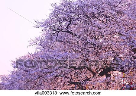 Cherry blossoms View Large Photo Image Stock Photo - Cherry blossoms. Fotosearch