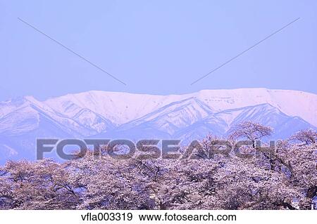 Cherry blossoms View Large Photo Image Stock Photo - Cherry blossoms. Fotosearch