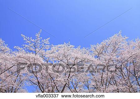 Cherry blossoms View Large Photo Image Stock Photo - Cherry blossoms. Fotosearch
