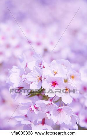 Stock Photo - Cherry blossoms. Fotosearch