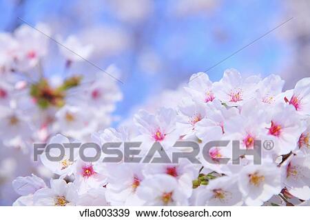 Cherry blossoms View Large Photo Image Stock Photo - Cherry blossoms. Fotosearch