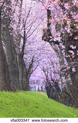 Cherry blossoms View Large Photo Image Stock Photo - Cherry blossoms. Fotosearch