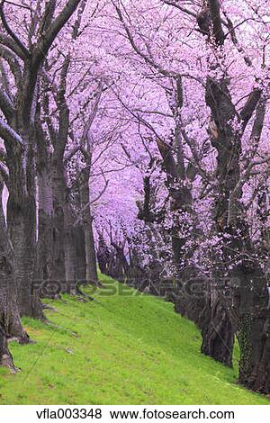 Cherry blossoms View Large Photo Image Stock Photo - Cherry blossoms. Fotosearch