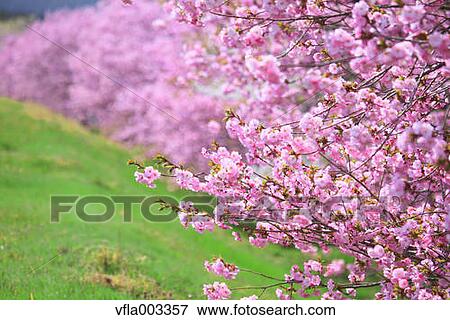 Cherry blossoms View Large Photo Image Stock Photo - Cherry blossoms. Fotosearch