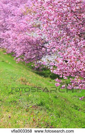 Stock Photo - Cherry blossoms. Fotosearch