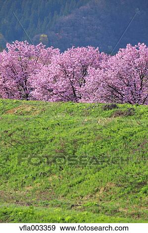 Cherry blossoms View Large Photo Image Stock Photo - Cherry blossoms. Fotosearch