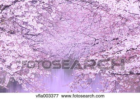 Cherry blossoms View Large Photo Image Stock Photo - Cherry blossoms. Fotosearch