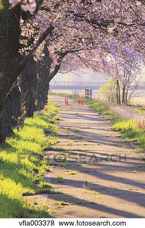Cherry blossoms View Large Photo Image Stock Photo - Cherry blossoms. Fotosearch
