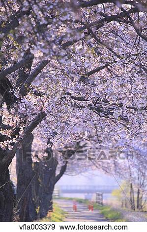 Stock Photo - Cherry blossoms. Fotosearch