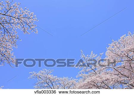 Cherry blossoms View Large Photo Image Stock Photograph - Cherry blossoms. Fotosearch