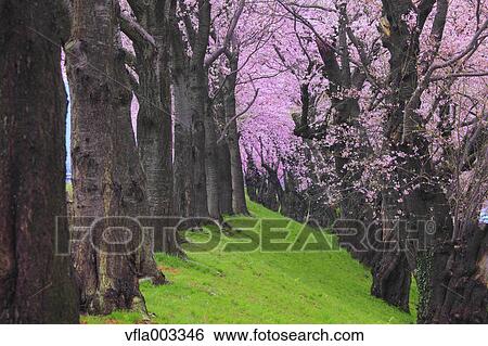 Cherry blossoms View Large Photo Image Stock Photograph - Cherry blossoms. Fotosearch