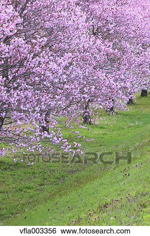 Stock Photograph - Cherry blossoms. Fotosearch