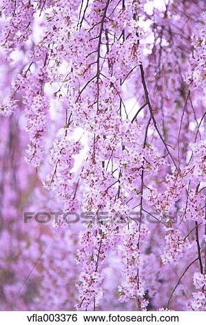 Cherry blossoms View Large Photo Image Stock Photograph - Cherry blossoms. Fotosearch