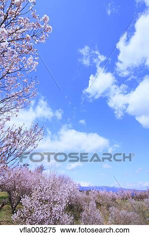 Cherry blossoms View Large Photo Image Stock Photography - Cherry blossoms. Fotosearch