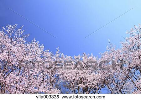 Cherry blossoms View Large Photo Image Stock Photography - Cherry blossoms. Fotosearch
