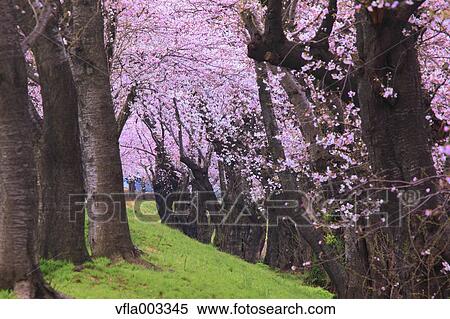 Cherry blossoms View Large Photo Image Stock Photography - Cherry blossoms. Fotosearch