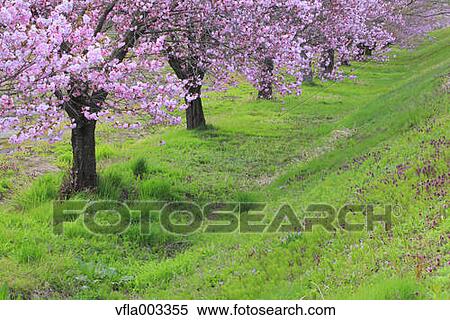 Stock Photography - Cherry blossoms. Fotosearch