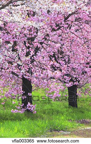 Cherry blossoms View Large Photo Image Stock Photography - Cherry blossoms. Fotosearch