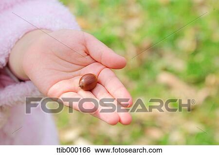 Child hand holding acorn View Large Photo Image Stock Photograph - Child hand holding acorn. Fotosearch