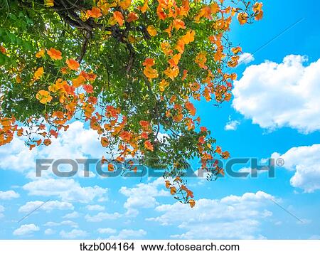 Picture - Chinese Trumpet Creeper. Fotosearch